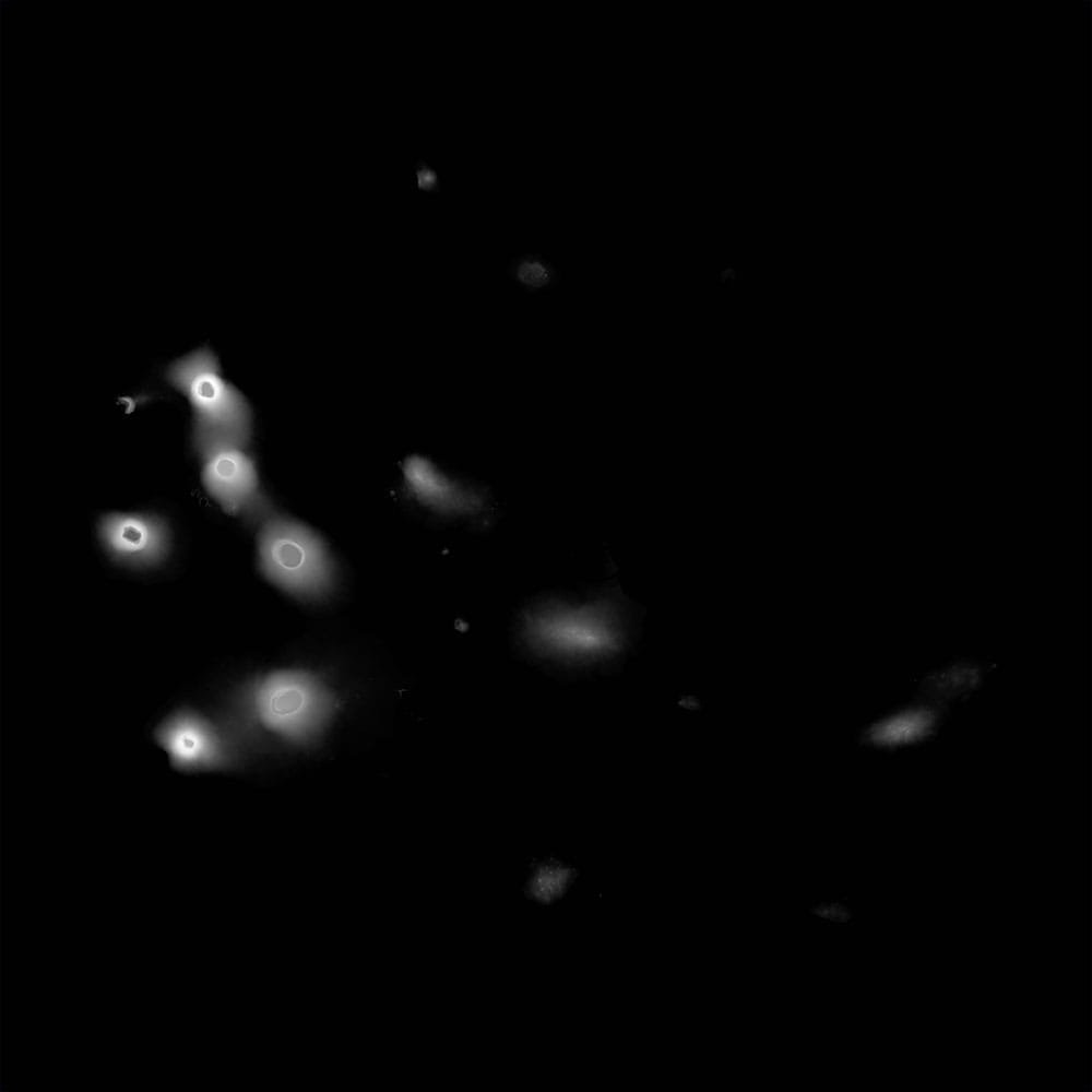 DEM height map for Galapagos Islands 3D terrain model